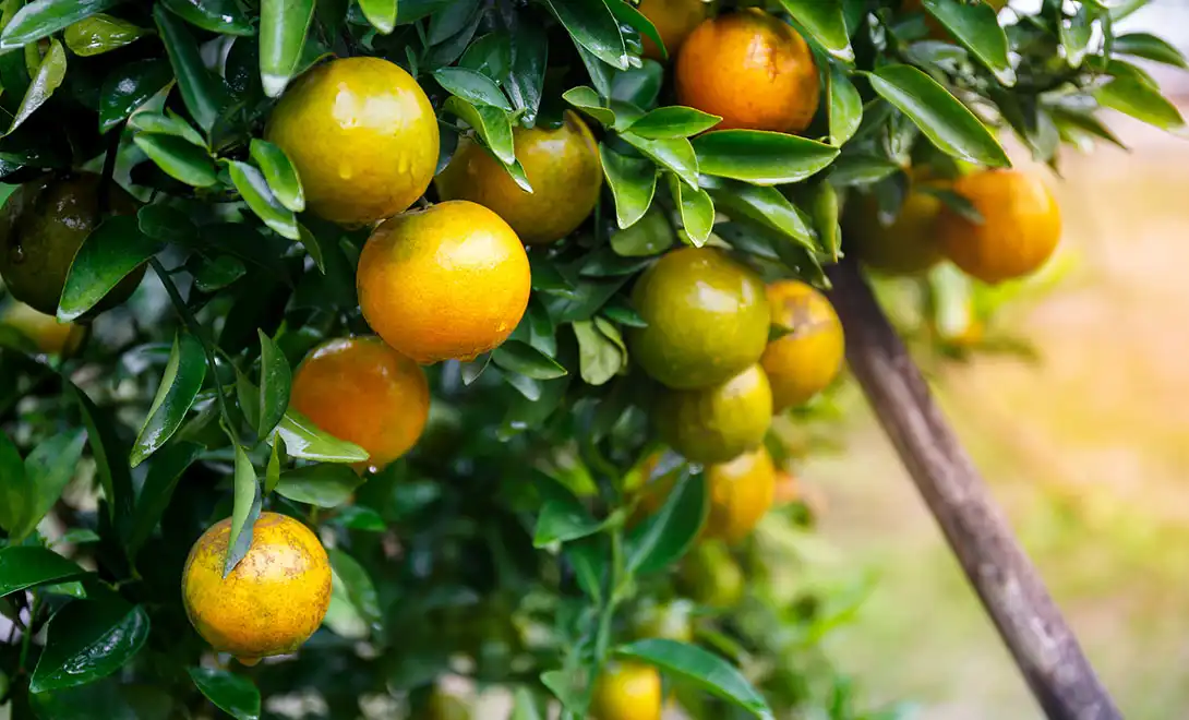Can antiviral peptides control Citrus Greening (HLB) effectively？